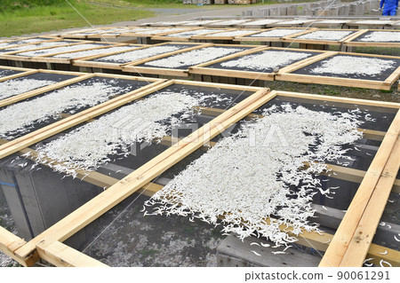 初夏在北海道音部町音部漁港拍攝小女孩（沙槍魚苗）加工乾燥的風景 90061291