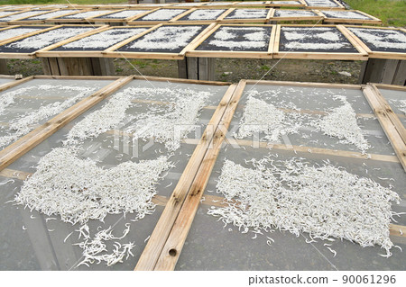 初夏在北海道音部町音部漁港拍攝小女孩（沙槍魚苗）加工乾燥的風景 90061296