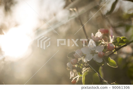 Blooming apple tree flower pink on sunset background Blooming apple tree flower pink on sunset background 90061306