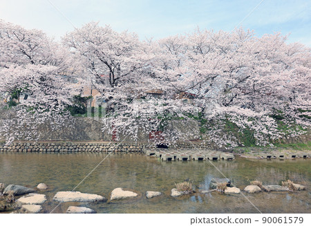 峰櫻公園的櫻花 峰櫻公園的櫻花 90061579