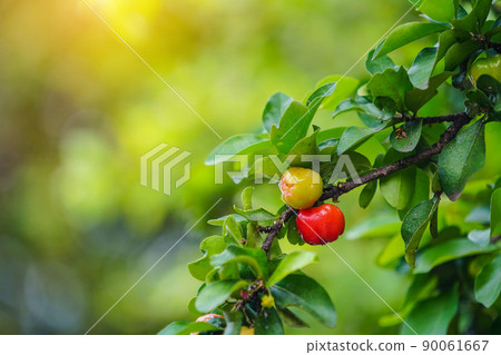 Fresh organic Acerola cherry on the tree. Fresh organic Acerola cherry on the tree. 90061667