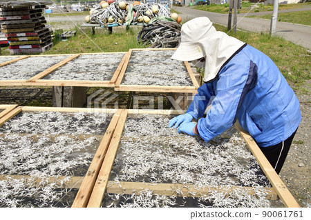 Photographed the scenery of processing and drying work of small girls (fry of sand lance) at Otobe fishing port in Otobe-cho, Hokkaido in early summer 90061761