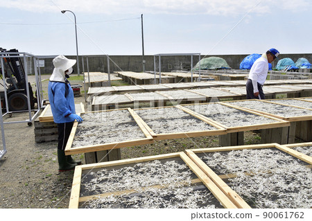 Photographed the scenery of processing and drying work of small girls (fry of sand lance) at Otobe fishing port in Otobe-cho, Hokkaido in early summer 90061762