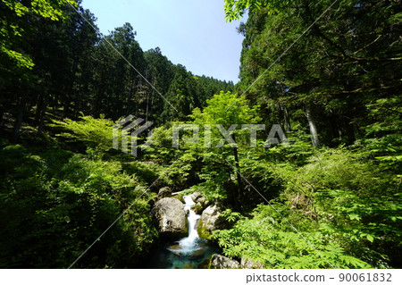 Kotaki and blue sky beside the forest road 90061832