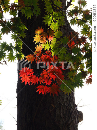 即使樹幹上有深色背景，秋葉從綠色到紅色的漸變在陽光下閃耀。 90061835