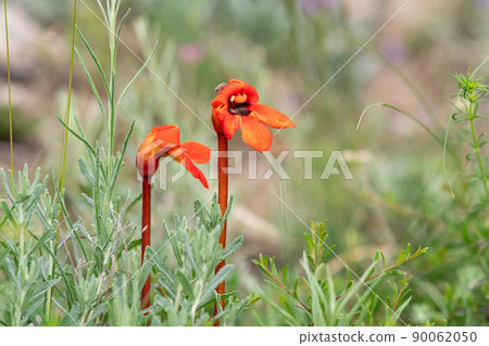 beautiful red flowers of Phelypaea with small jumping spider on a petal against blurred spring landscape 90062050