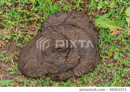 cow dung cake on grass closeup cow dung cake on grass closeup 90062051