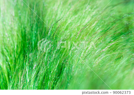 abstract blurred natural background with emerald green meadow grass abstract blurred natural background with emerald green meadow grass 90062373