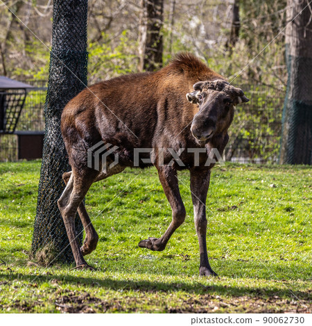 European Moose, Alces alces, also known as the elk 90062730