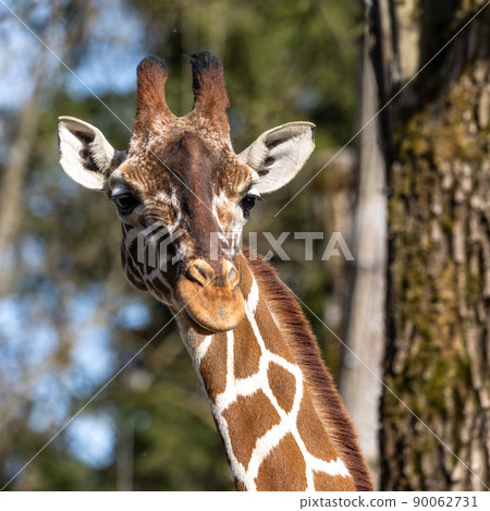 The giraffe, Giraffa camelopardalis is an African mammal 90062731