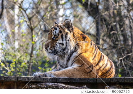 The Siberian tiger,Panthera tigris altaica in a park 90062735