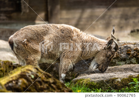 Turkmenian markhor, Capra falconeri heptneri stand on rocks Turkmenian markhor, Capra falconeri heptneri stand on rocks 90062765