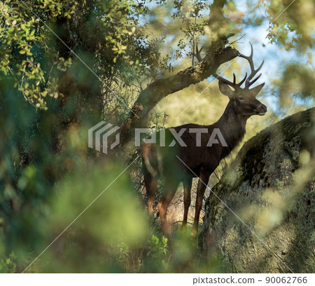 Male deer hidden behind the bush, long shot Male deer hidden behind the bush, long shot 90062766