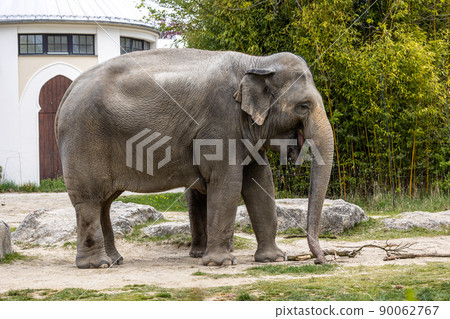 The Asian elephant, Elephas maximus also called Asiatic elephant The Asian elephant, Elephas maximus also called Asiatic elephant 90062767
