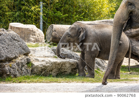 A young little Asian elephant, Elephas maximus also called Asiatic elephant A young little Asian elephant, Elephas maximus also called Asiatic elephant 90062768