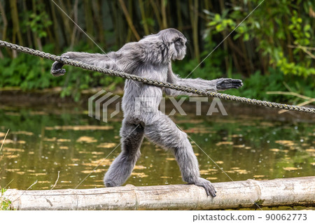 Silvery gibbon, Hylobates moloch having fun in a German park Silvery gibbon, Hylobates moloch having fun in a German park 90062773