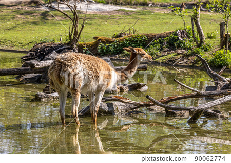 Vicunas, Vicugna Vicugna, relatives of the llama in a German park Vicunas, Vicugna Vicugna, relatives of the llama in a German park 90062774