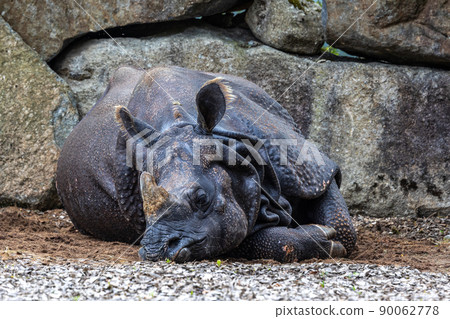 The Indian Rhinoceros, Rhinoceros unicornis aka Greater One-horned Rhinoceros The Indian Rhinoceros, Rhinoceros unicornis aka Greater One-horned Rhinoceros 90062778