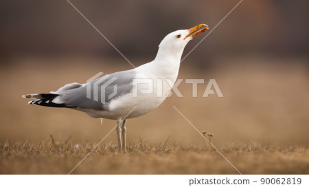 Adult caspian gull sitting on the ground in autumn and calling 90062819