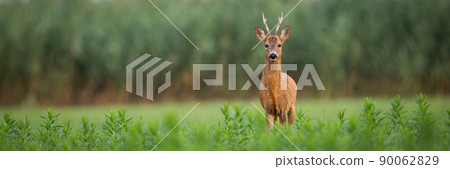 Roe deer buck looking in the camera on a green meadow in summer with copy space 90062829