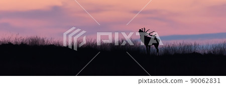 Silhouette of red deer stag roaring on a horizon at sunset. 90062831