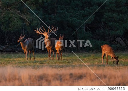 Red deer stag roaring on a meadow at sunset in autumn 90062833