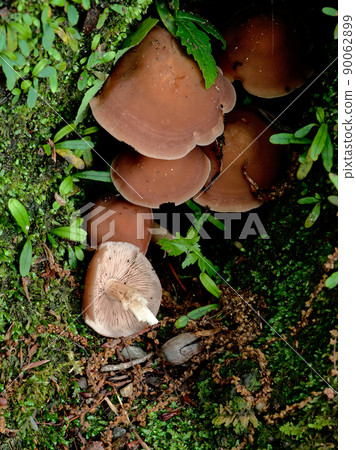 口蘑科蜜環菌的爆發 90062899