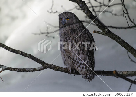 Shimous owl 90063137