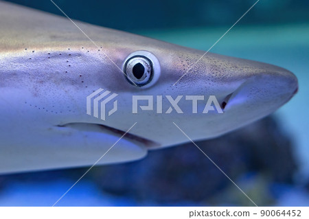 shark eye close up detail contact shark eye close up detail contact 90064452