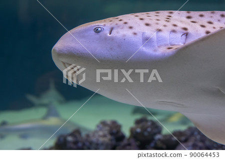 zebra leopard juvenile shark eye close up detail contact 90064453