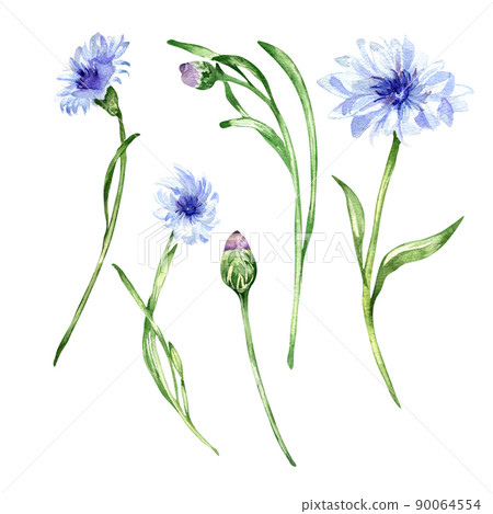Meadow blue flowers, cornflower watercolor illustration on white background Meadow blue flowers, cornflower watercolor illustration on white background 90064554