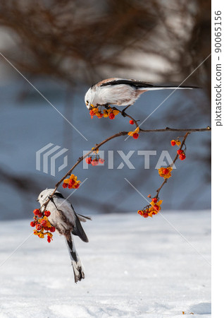 Snow Fairy @ Shimaenaga 90065156