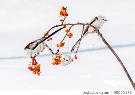 Snow Fairy @ Shimaenaga 90065176