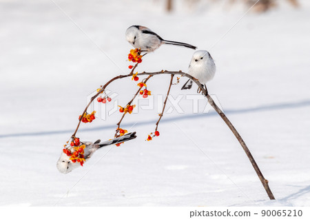 雪仙@島永 90065210