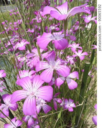 Agrostemma "Gitago" 90065592