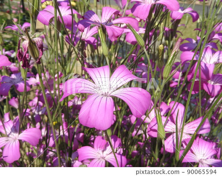 Agrostemma "Gitago" 90065594