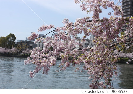 Sakura scenery of Sakuranomiya Park blooming along the Okawa River in Osaka City 90065883