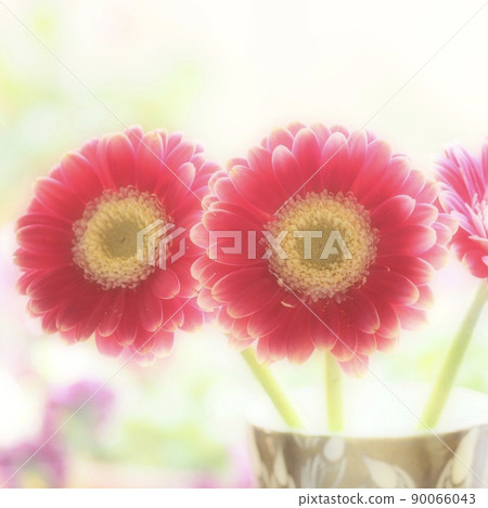 Cute gerbera Cute gerbera 90066043