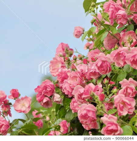 Rose. Hattori Ryokuchi. 90066044