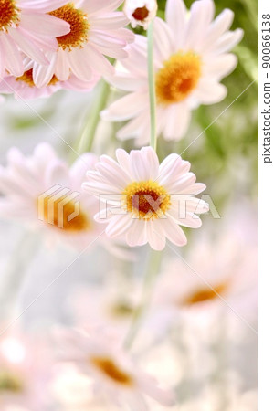 瑪格麗特 90066138