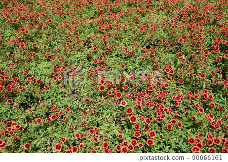 The 38th National Urban Greening Fair Kumamoto Fair Calibrachoa at the Kumamoto Flower and Green Expo 90066161