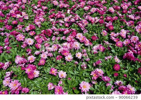 The 38th National Urban Greening Fair Kumamoto Fair Kumamoto Flower and Green Expo Black Leaf Dahlia 90066239