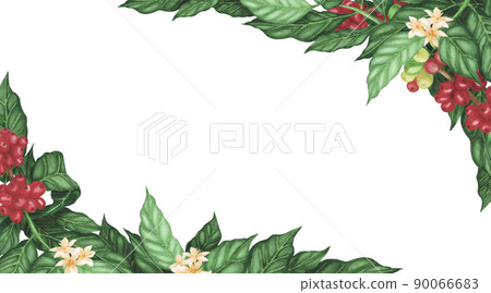 Banner coffee arabica beans and flowers on branch isolated on white background. Watercolor hand drawn llustration Banner coffee arabica beans and flowers on branch isolated on white background. Watercolor hand drawn llustration 90066683