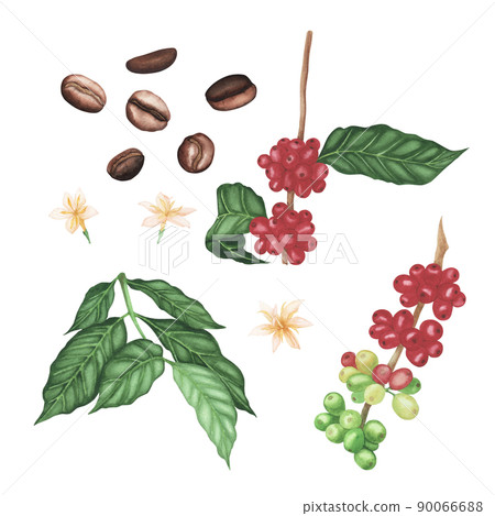 Set red coffee arabica branch, flowers. brown roasted beans, leaves isolated on white background. Watercolor llustration 90066688