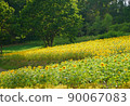 One sunflower field One sunflower field 90067083