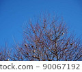 Birds perched on a branch 90067192