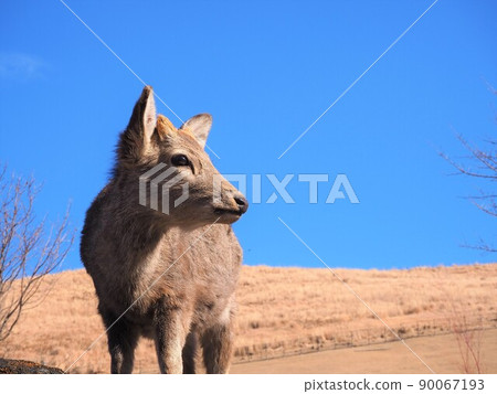 Sideways deer (low angle) against the blue sky 90067193
