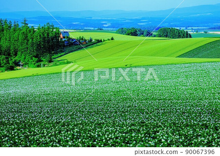 Potato flowering earth illuminated by the evening light of July (Biei) 90067396