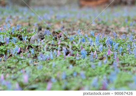 Corydalis vulgaris, Ezoris 在刺槐花園裡 90067426