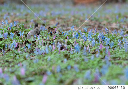 Corydalis vulgaris, Ezoris 在刺槐花園裡 90067430